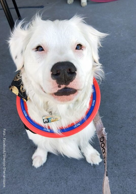 Shiro, el perrito que ayuda a diferentes animales rescatados.